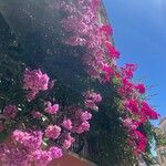 Bougainvillea spectabilisFleur