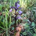 Orchis patens Цветок