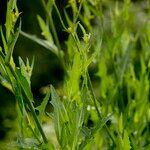 Sonchus palustris Leaf