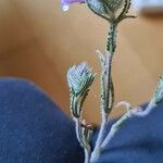 Cleonia lusitanica 花