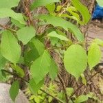 Prunus pensylvanica Cvet