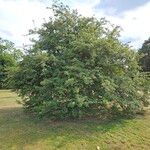 Crataegus azarolus Habitus