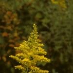 Solidago pinetorum Flower