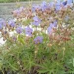 Geranium pratenseFlower