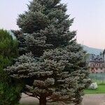 Picea pungensLeaf