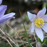 Pulsatilla grandis Flor