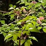 Poecilanthe parviflora Fruto