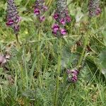 Pedicularis mixta Habit