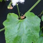 Trichosanthes cucumerina Blatt