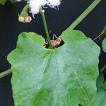 Trichosanthes cucumerina Hoja