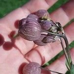 Silene behen Flower