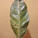 Conceveiba guianensis Leaf