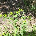 Euphorbia segetalis Õis
