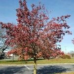 Pyrus calleryana Natur