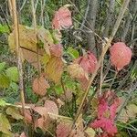 Rubus caesius 整株植物