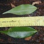 Myrciaria vexator Leaf