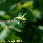 Thalictrum macrocarpum Gyümölcs