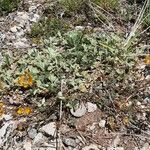 Hippocrepis scorpioides Hábito