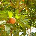 Manilkara zapota Fruit