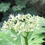 Cnidoscolus aconitifolius Fleur