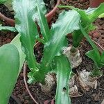 Veltheimia bracteata Fulla