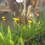 Taraxacum campylodes Flower
