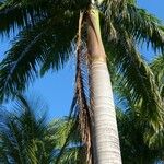 Roystonea regia Hábito