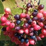 Viburnum lantana Fruto