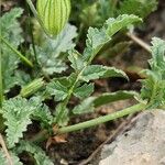 Erodium gruinum برگ