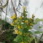 Hypericum punctatum Květ