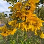 Sophora denudata Blomst