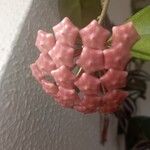 Hoya carnosa Virág