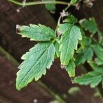 Clematis alpina Likasa