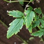 Clematis alpina Blad