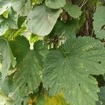 Humulus lupulusLeaf