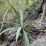 Hippocratea volubilis Hoja