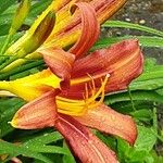 Hemerocallis minor Flower