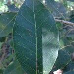 Homalium paniculatum Leaf