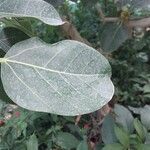 Ficus benghalensis Blatt