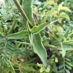 Silene latifolia ഇല