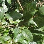 Aphananthe philippinensis ഇല