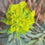 Euphorbia nicaeensis Floare