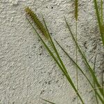 Setaria parvifloraLeaf