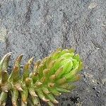 Petrosedum forsterianum Blad