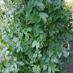 Sium sisarum Hoja
