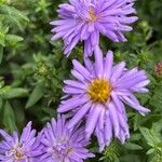 Symphyotrichum dumosum Blüte