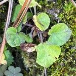 Physoplexis comosa 葉