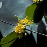 Mouriri vernicosa Blomma