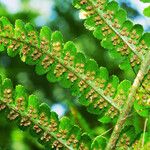 Dryopteris filix-mas Fruto