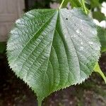 Tilia platyphyllos Foglia